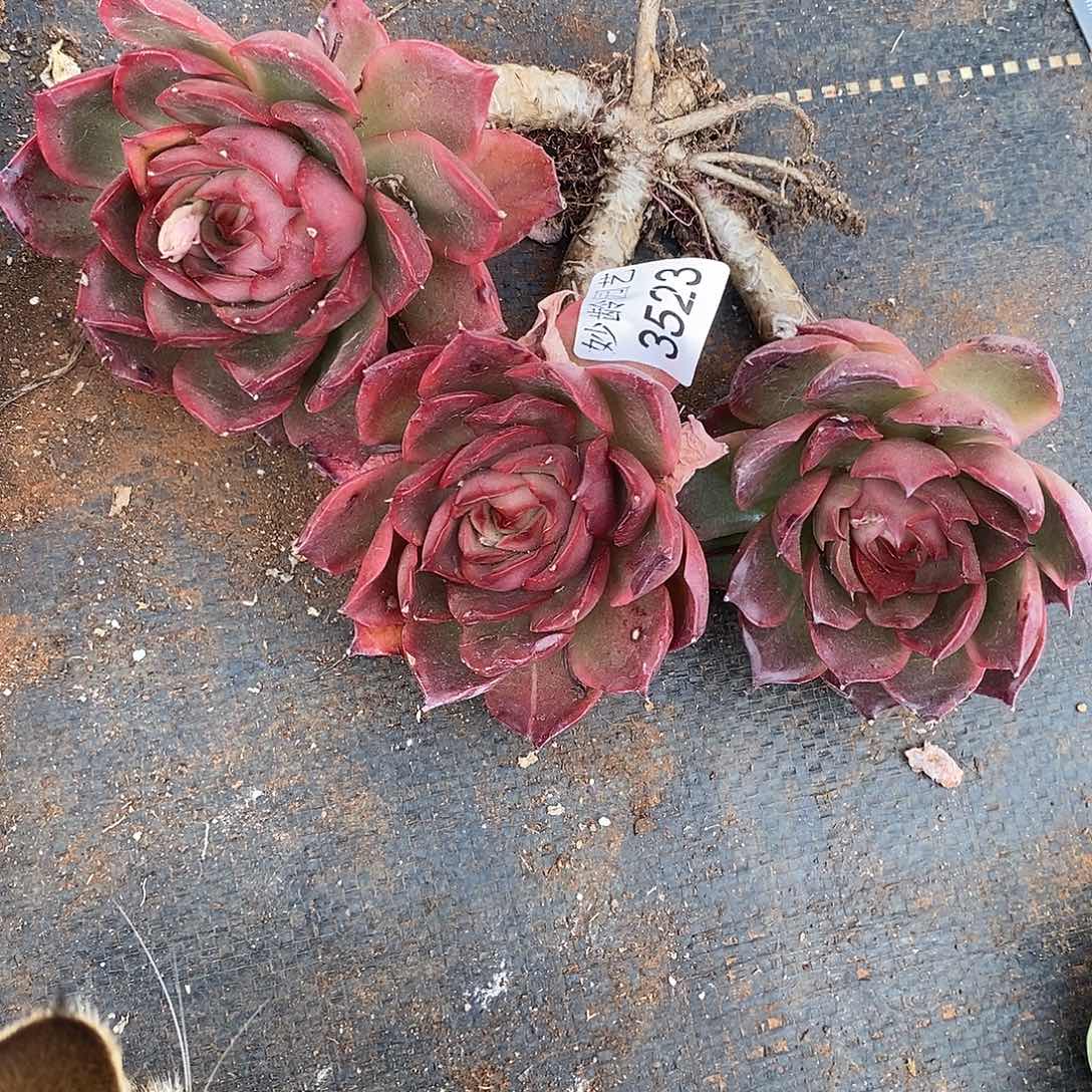 薄***@3523掉头不售后～18厘米