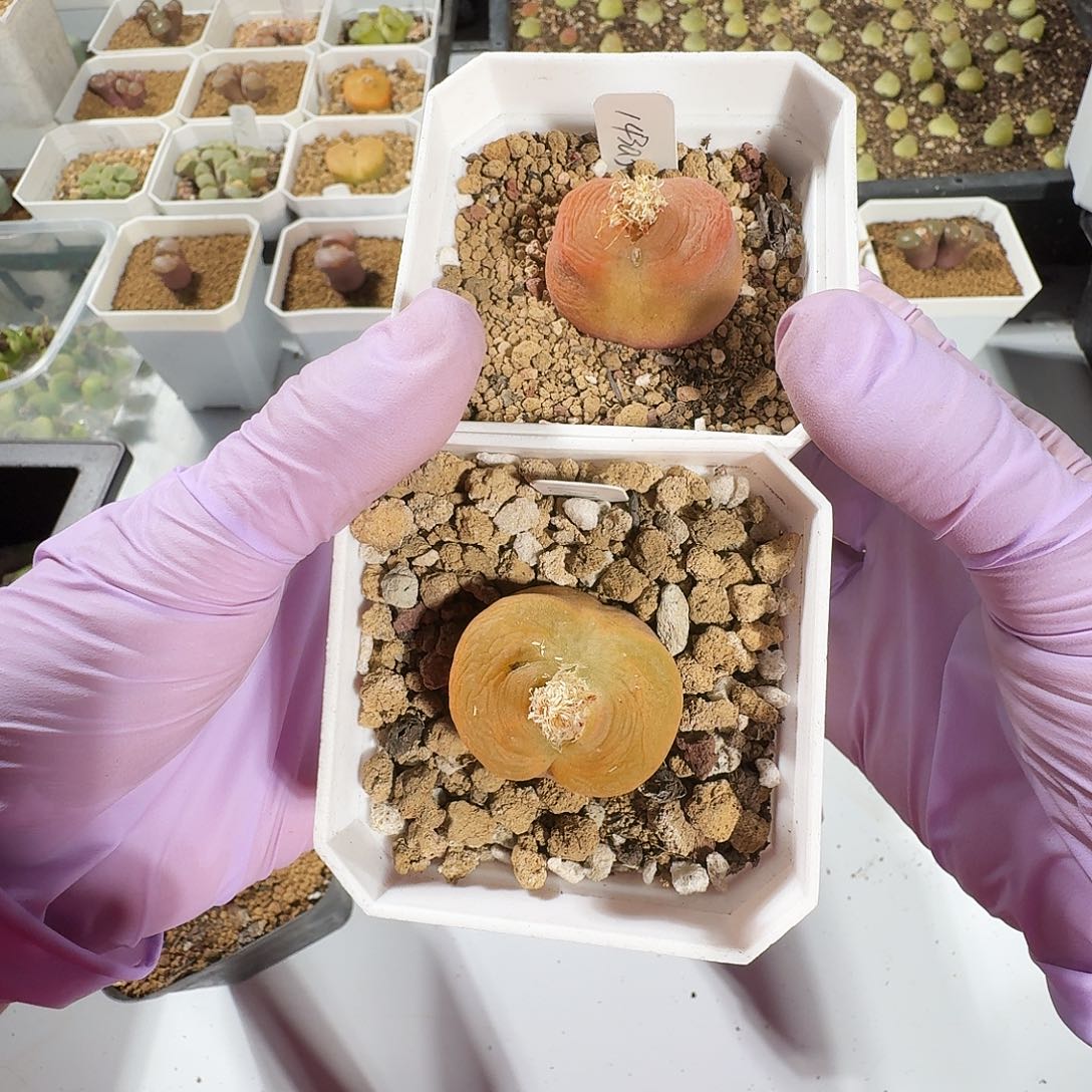 多肉植物福利风铃