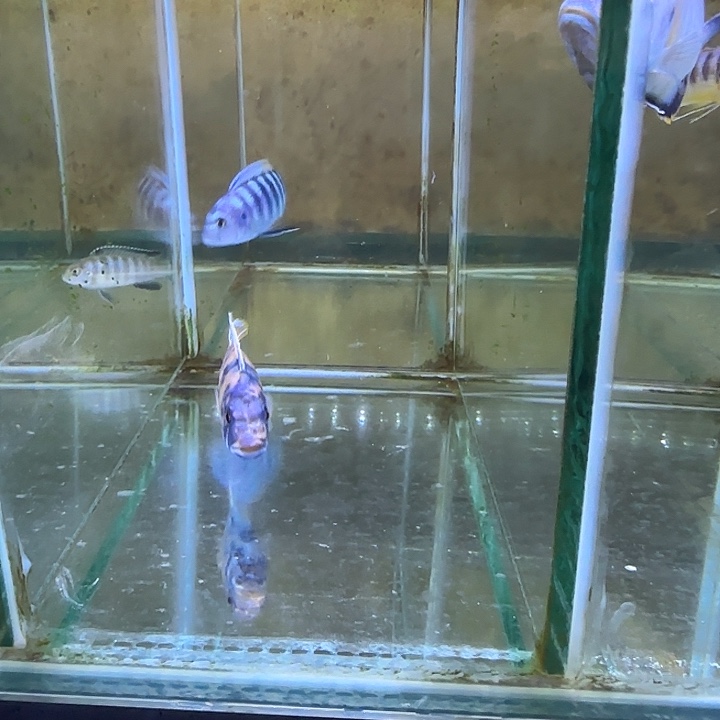 养***人海水鱼191号1111111