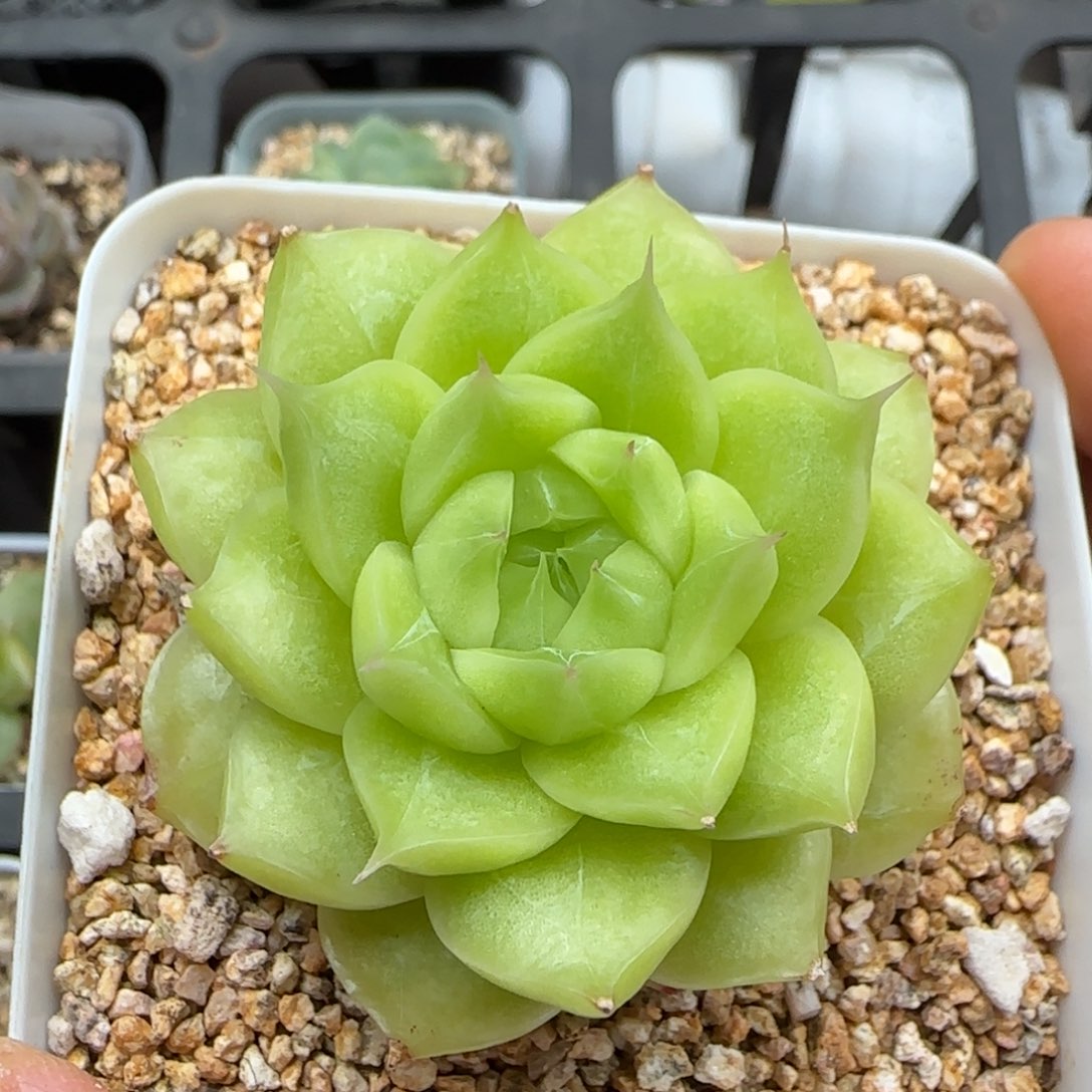 一物一拍麦秆24131