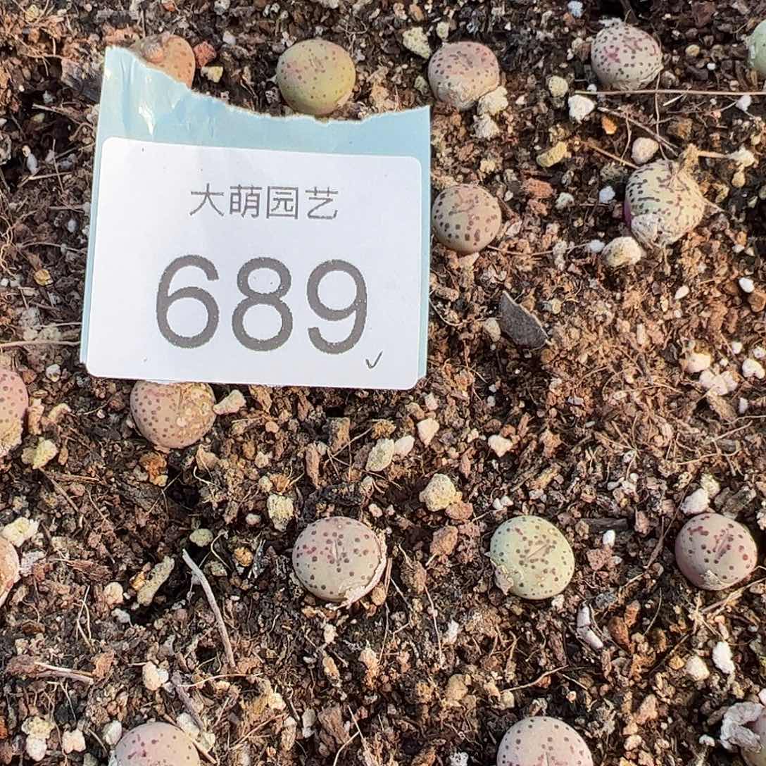 0000689量拍匈牙利种源1452.64火龙果安贞1颗