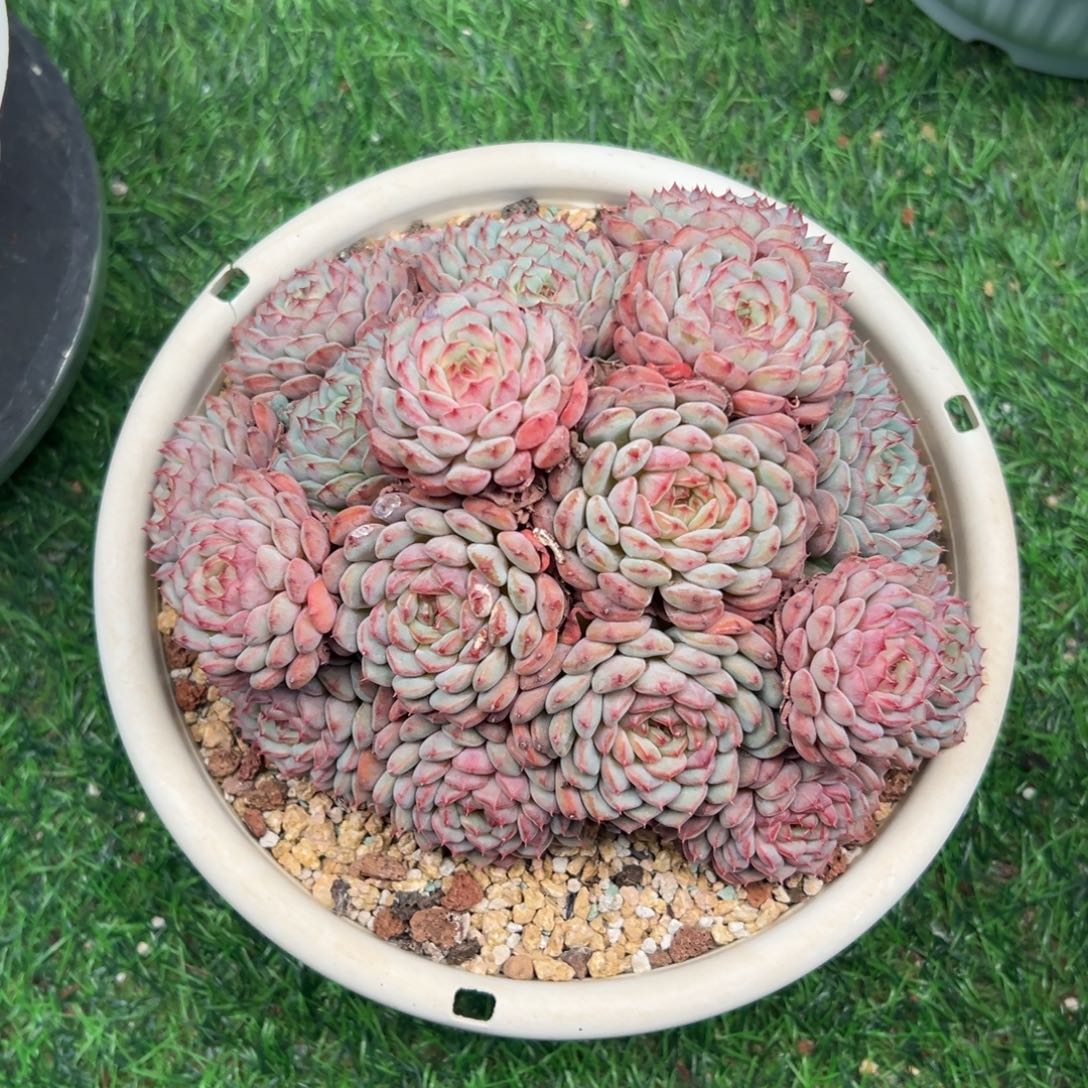 白胖子自然群一物一拍