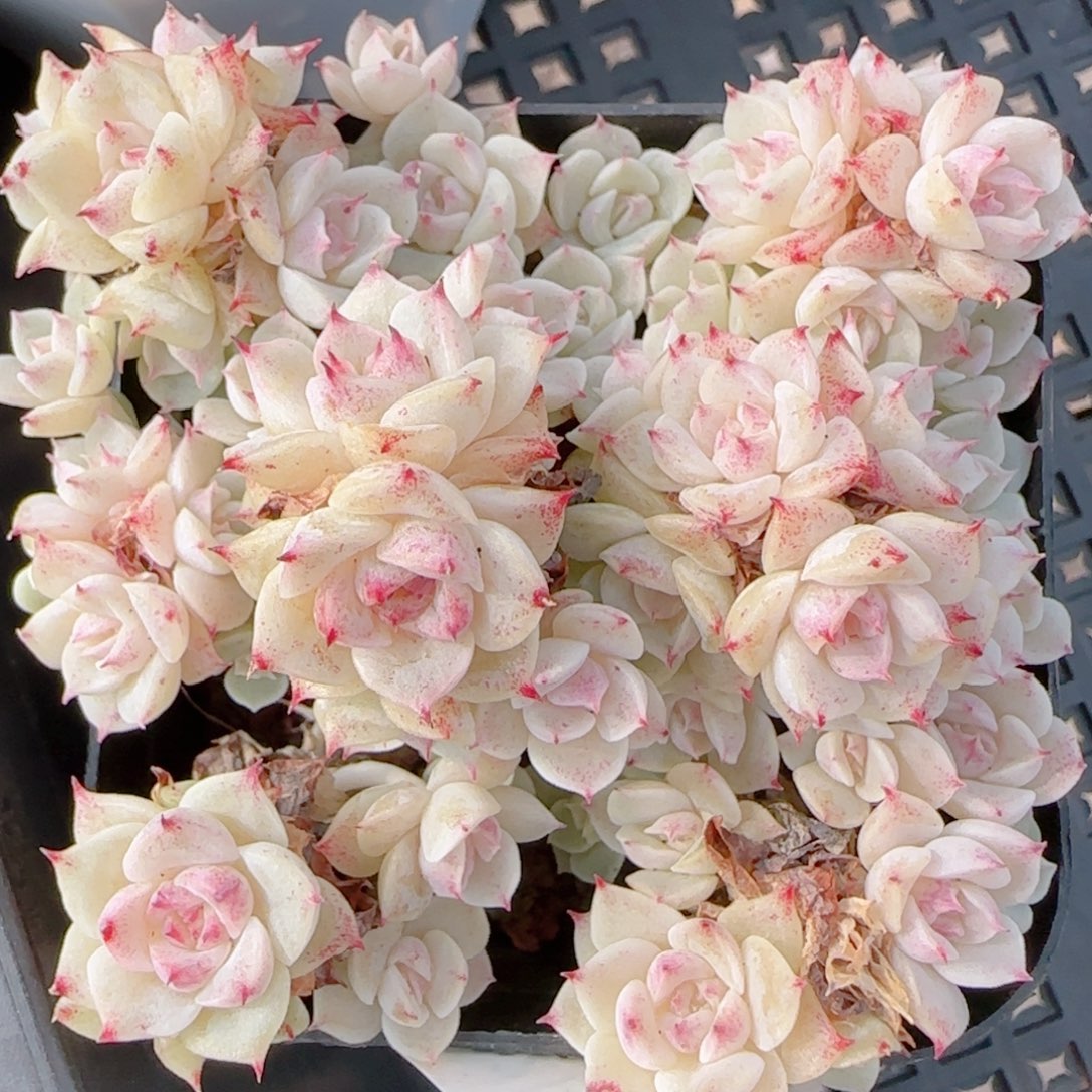 夏***甜花语多肉1215-158散