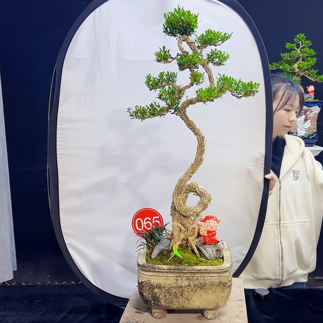 高端盆景艺术精品