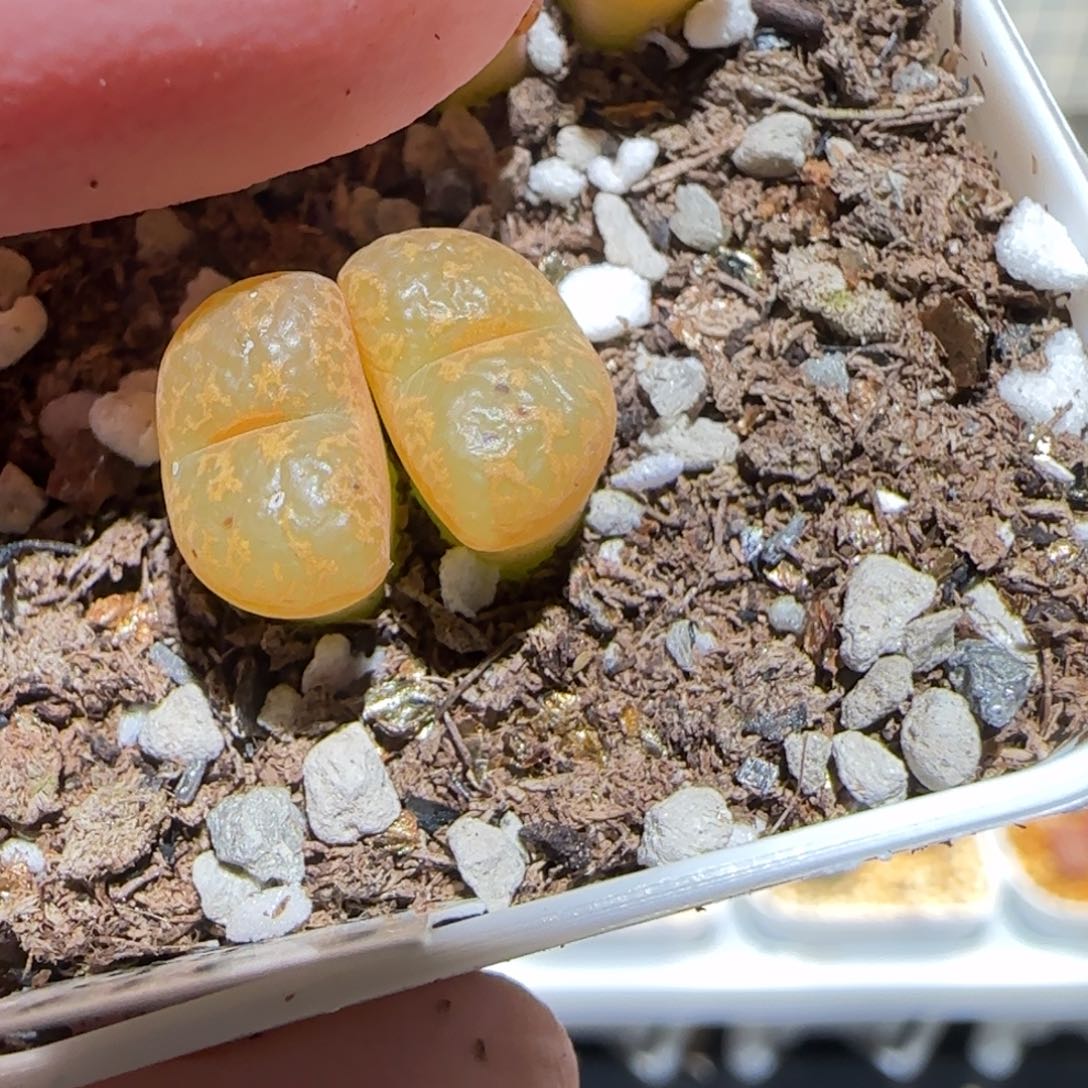 肉锥多肉植物百科-泡泡勋1451