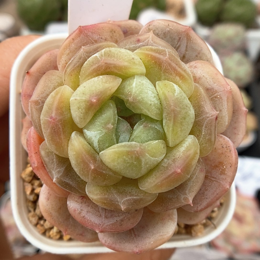 白色恋人可拍486号 