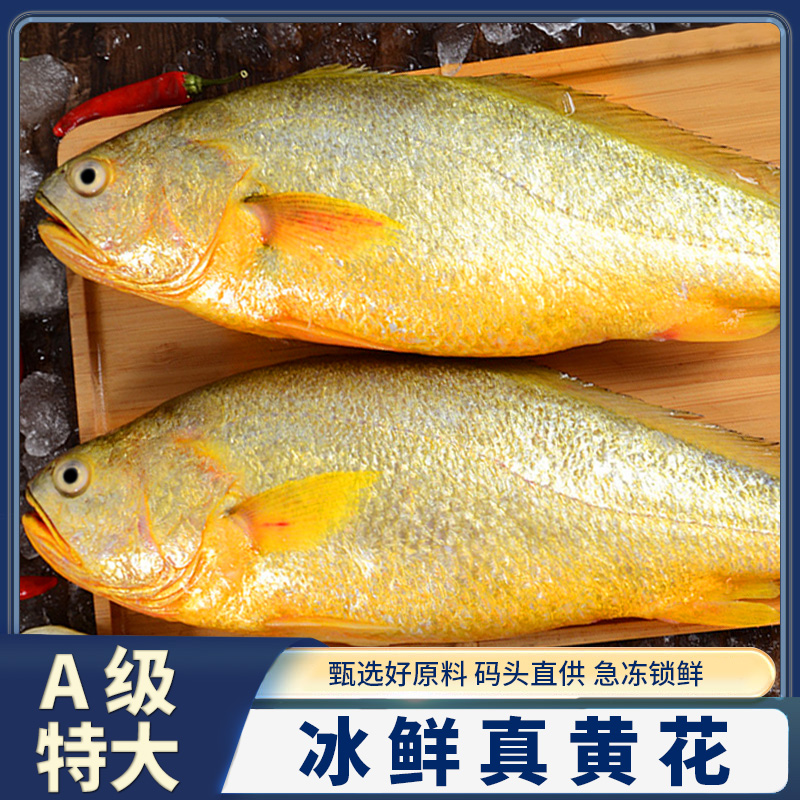 【特大无冰衣】正宗黄花鱼深海大黄花鱼鲜活速冻大黄鱼8两左右/条
