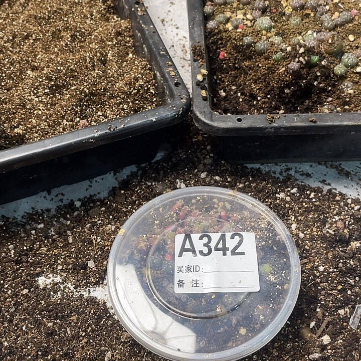 完全开放342兜一份