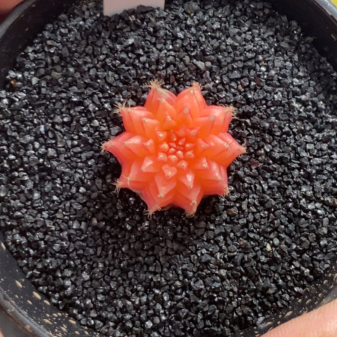 精品米哈—脱土发货28