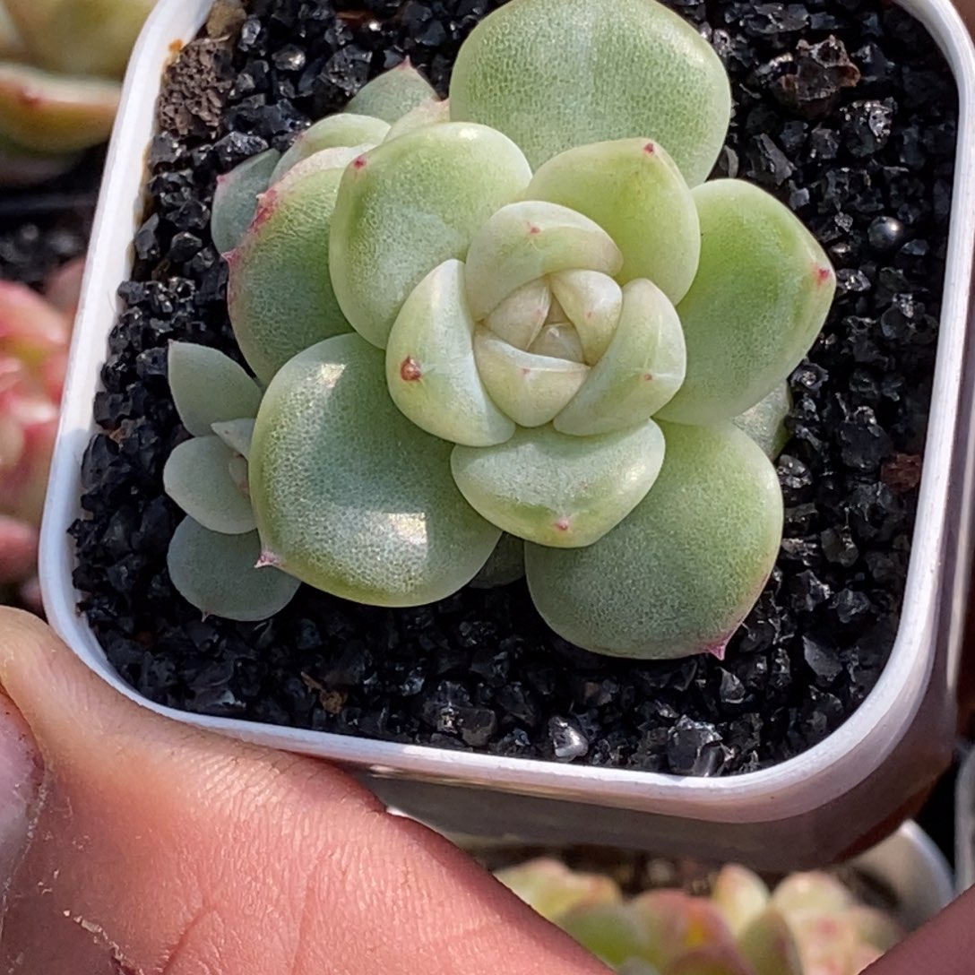 天官赐福百无禁忌