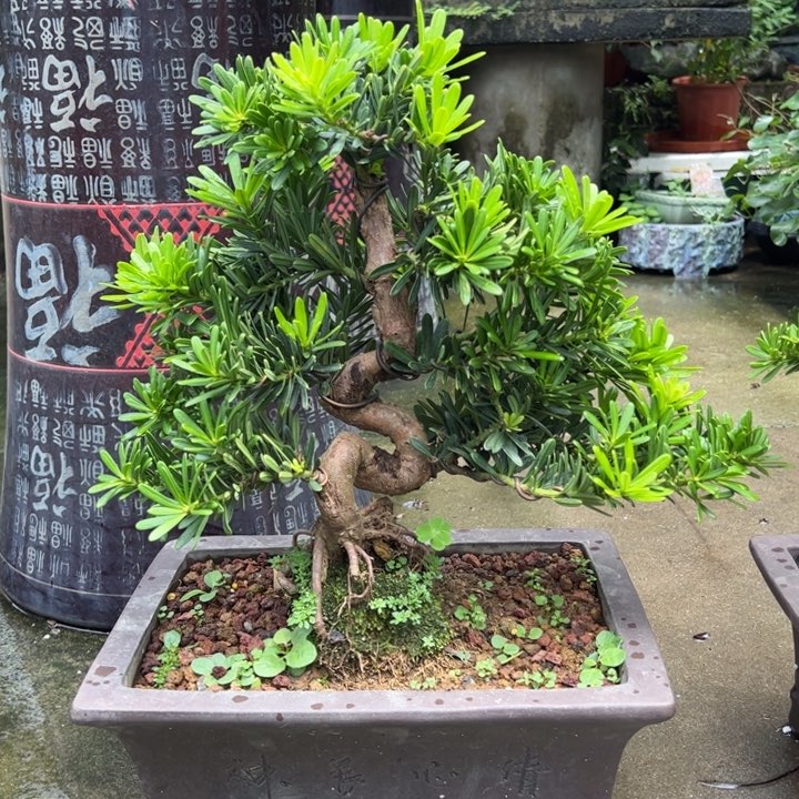 无花朵台湾金钻罗汉松盆景