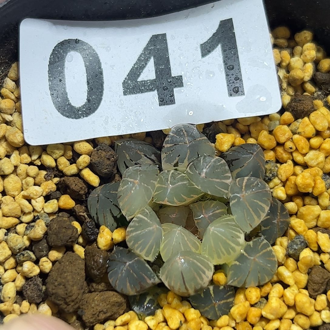 糊斑霓虹灯锦十二卷多肉