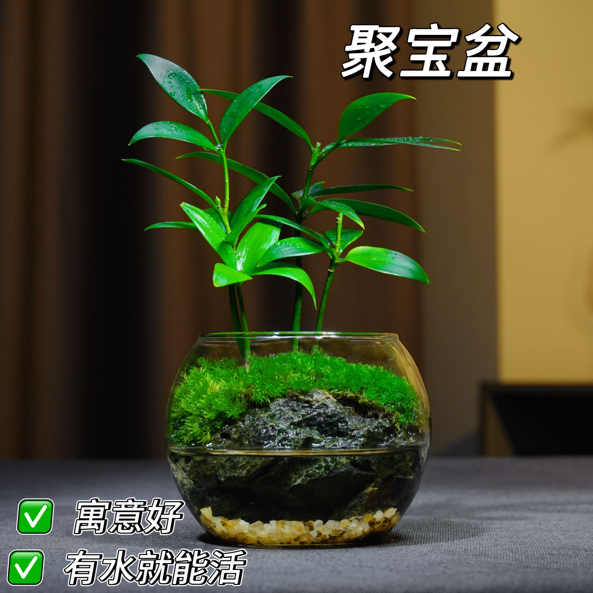 【聚宝盆】创意小绿植盆栽桌面竹柏植物茶桌书桌小盆景精致懒人好养