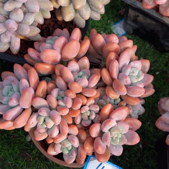 11洛神平平安安健健康康