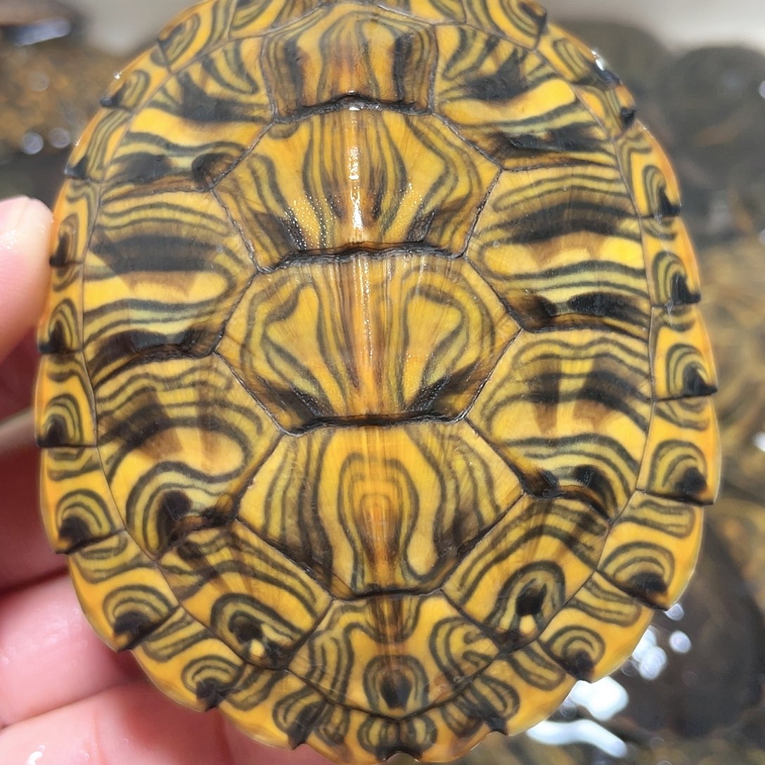 宠物龟不分公母7.8