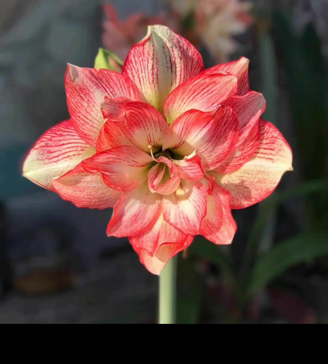 重瓣朱顶红种球自然球蔓越莓6公分