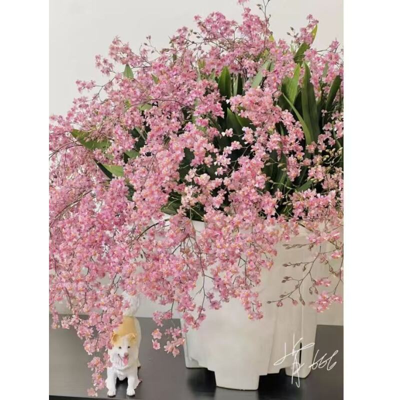 【随机梦香兰】带花 香味香兰云南高山大花蕙兰基地直发