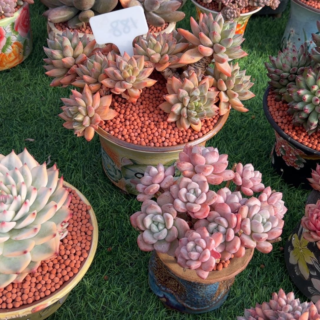 蓉***儿红蛋小老桩多肉植物