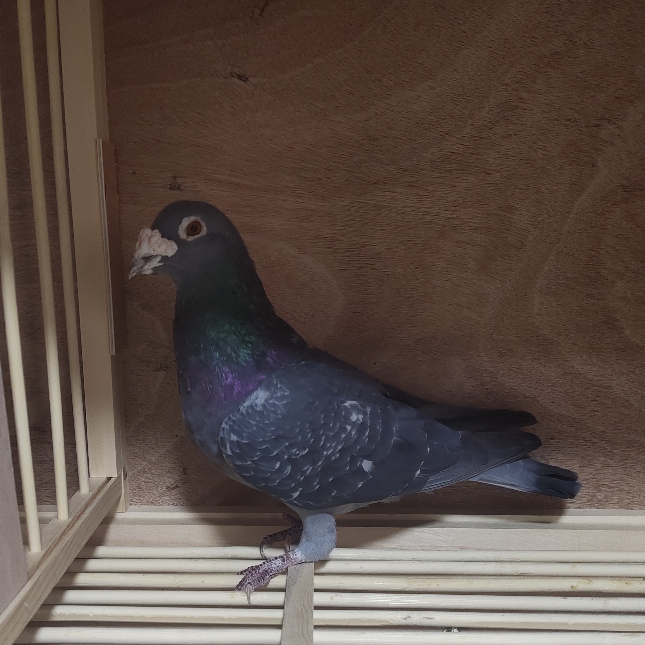 种鸽幼鸽子成绩鸽种雄