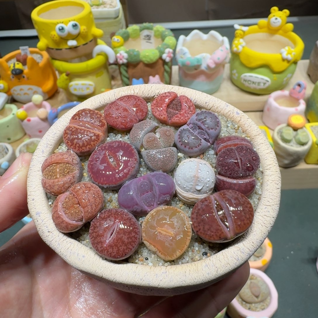 红陶蘑菇690彩拼