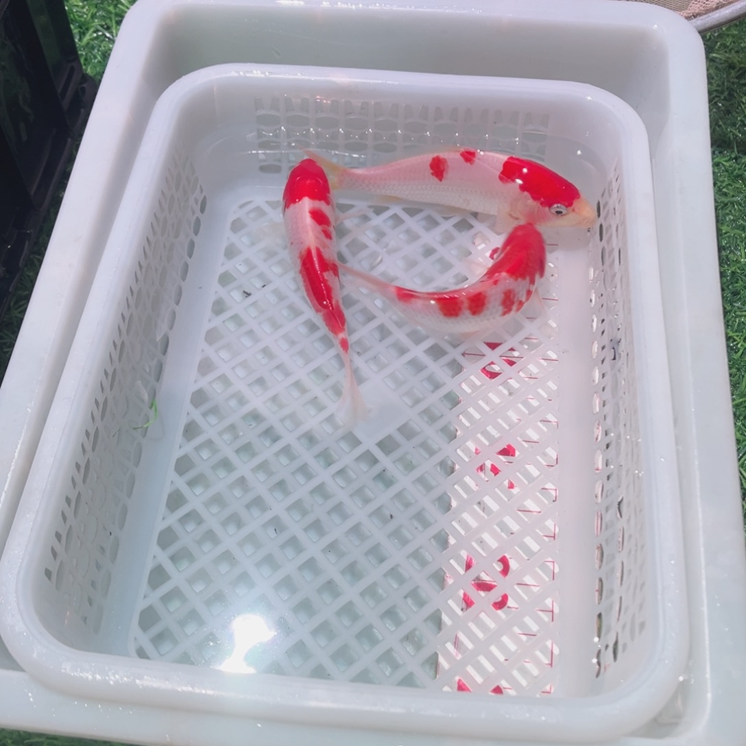 锦鲤锦鲤观赏鱼666