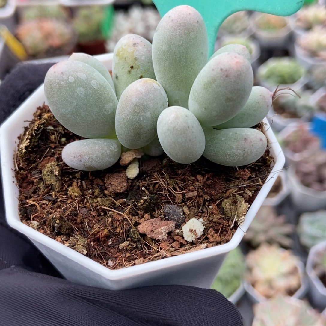 1878米可奶多肉植物