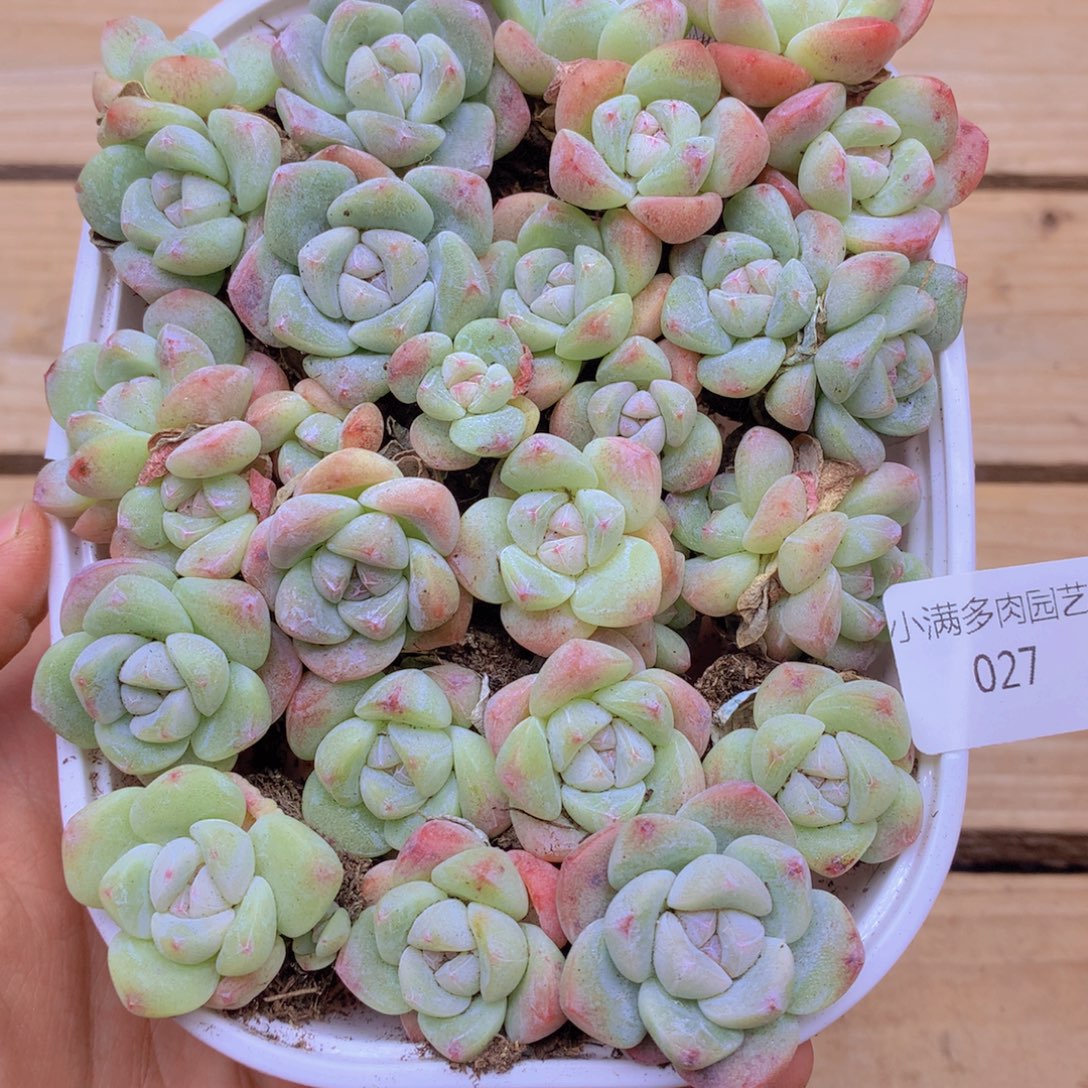 我要去看你了啊027