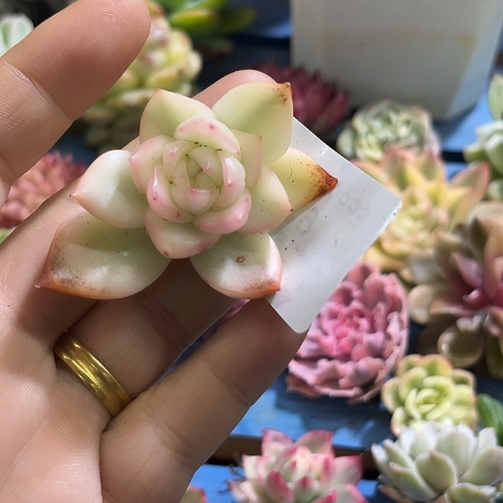 634珍妮款佛罗瑞安娜锦