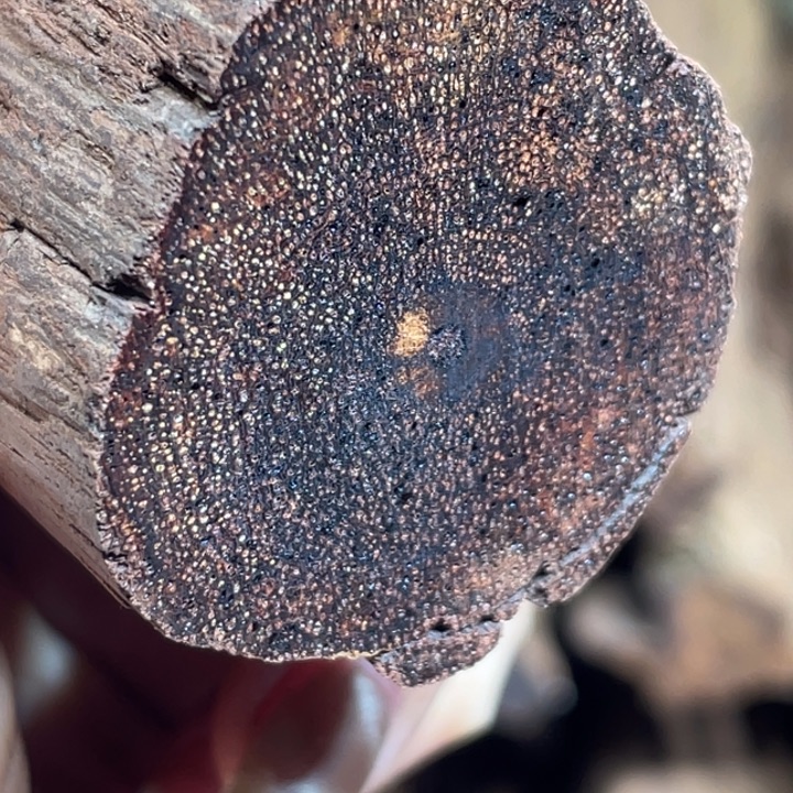 降真香手串/手链定制缅甸小叶降真香