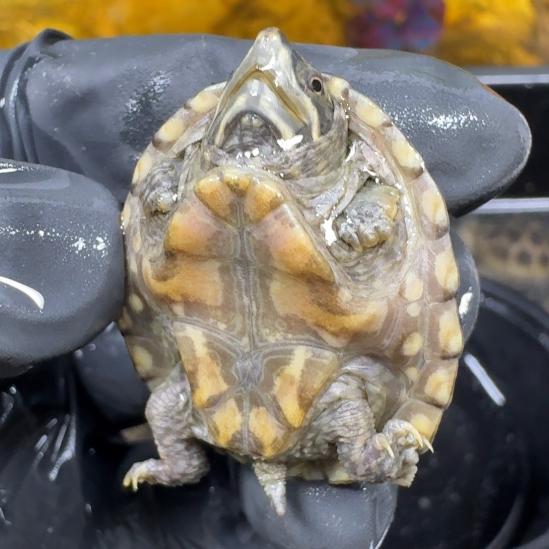 蛋龟不分公母麝香