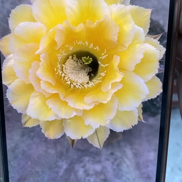 香香新黄白侧芽2公分左右