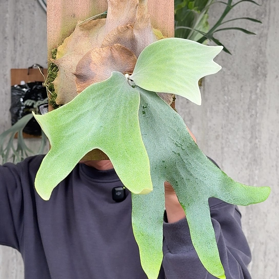 完全开放安爪鹿角蕨春野花园