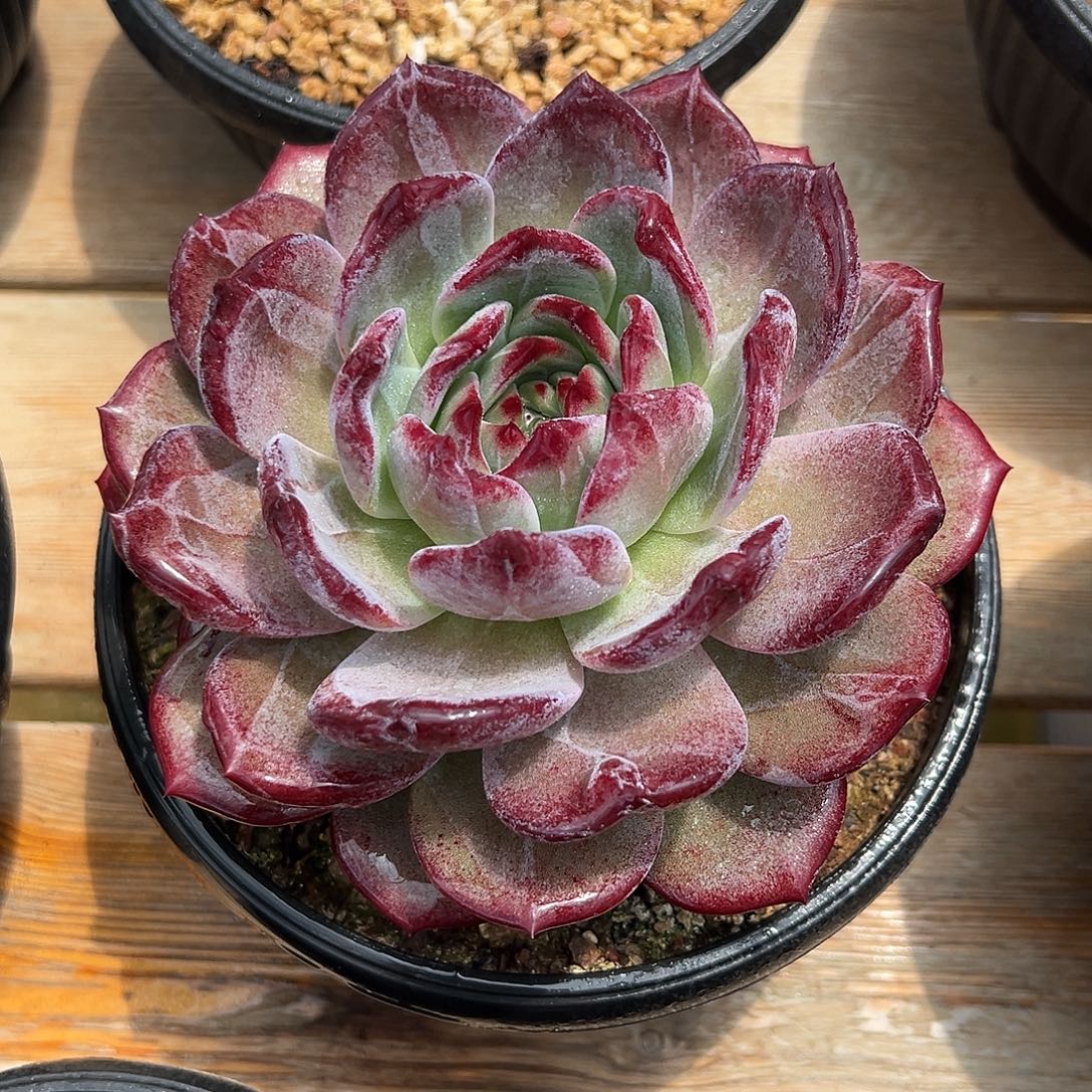 8-25-03精控紫烟单头