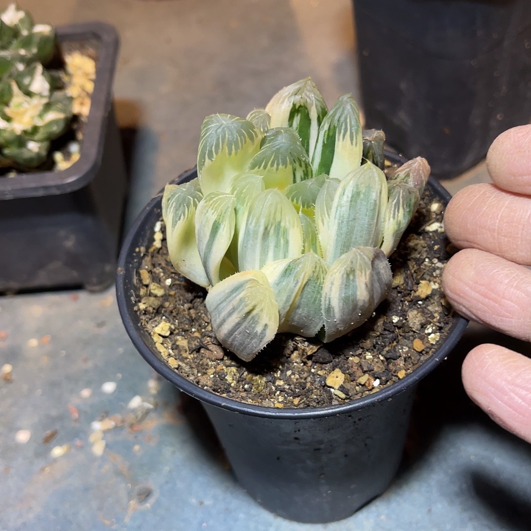 日系白肌玉露拉丝锦一物一拍