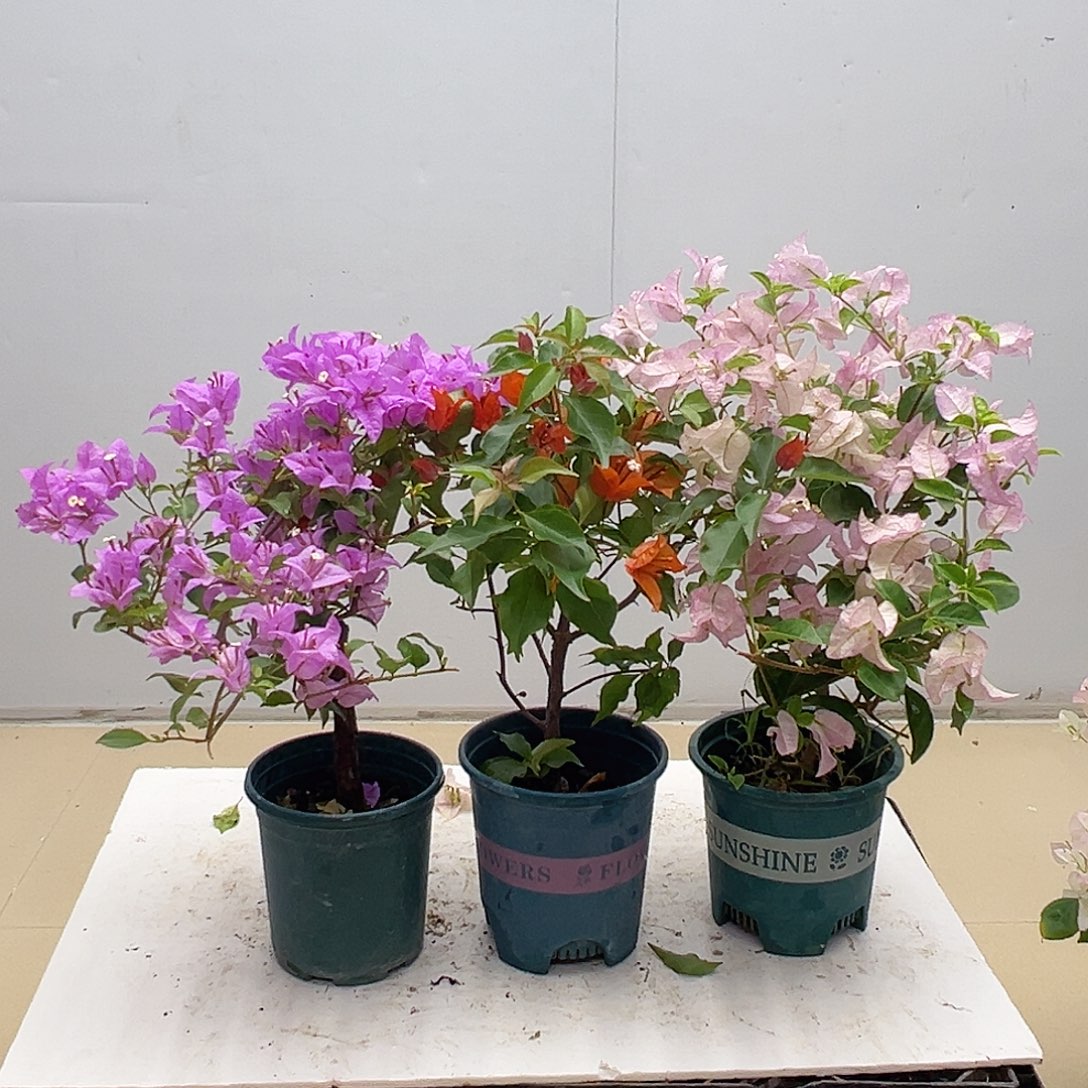 大部分花苞少量开放巴西紫，红桑巴，丽娜组合