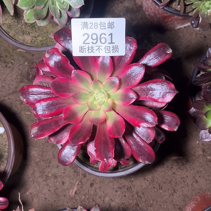 2961美杜莎多肉植物