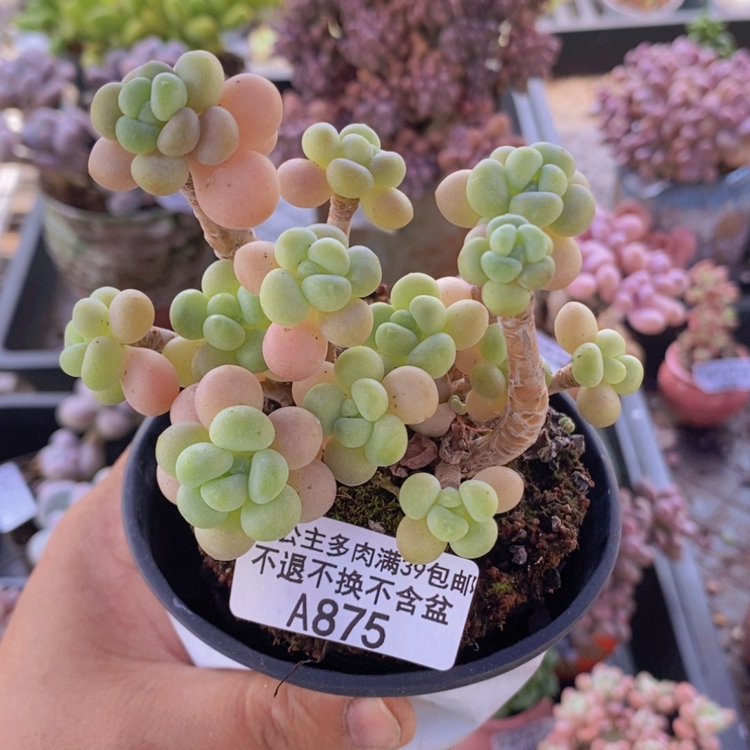 花朵鱼子酱老桩7cm875多肉