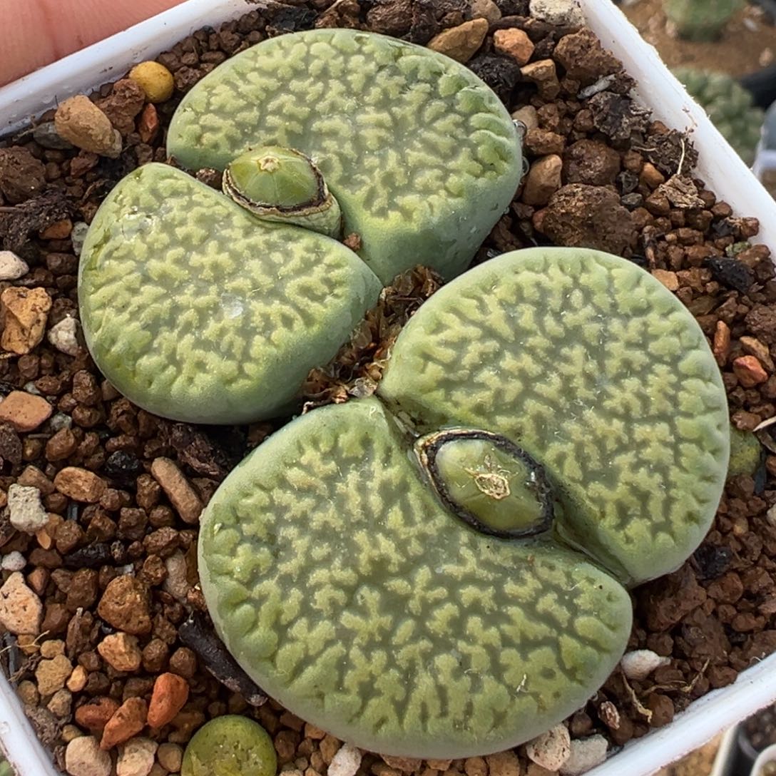 751多肉植物种类多样