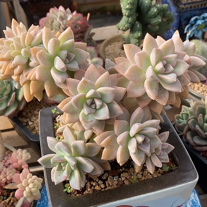 多肉植物肉肉植物