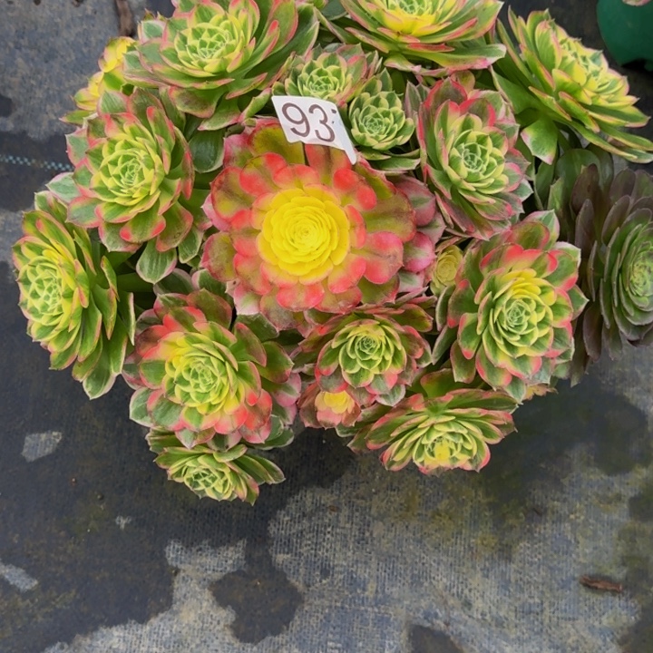 00000000937福利价