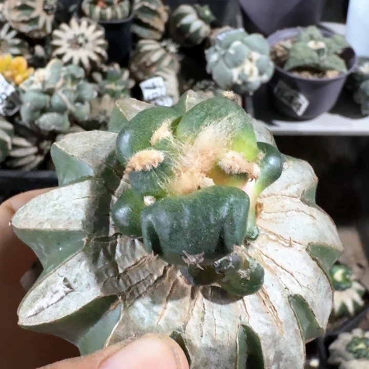 984三叉尤蛋蛋青瓷牡丹