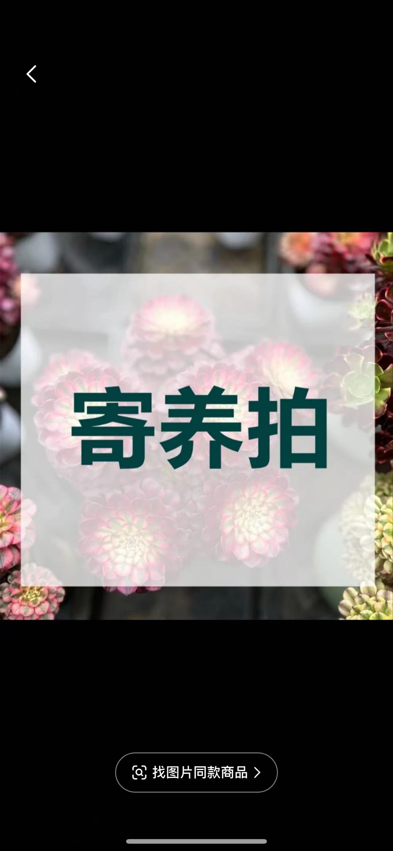 多肉植物发货专拍