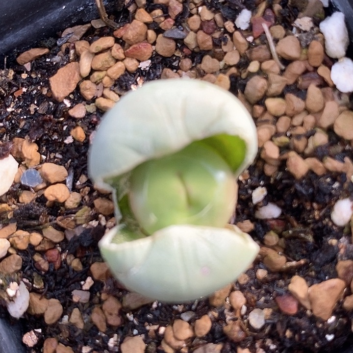 16720嘟嘟嘴一颗         