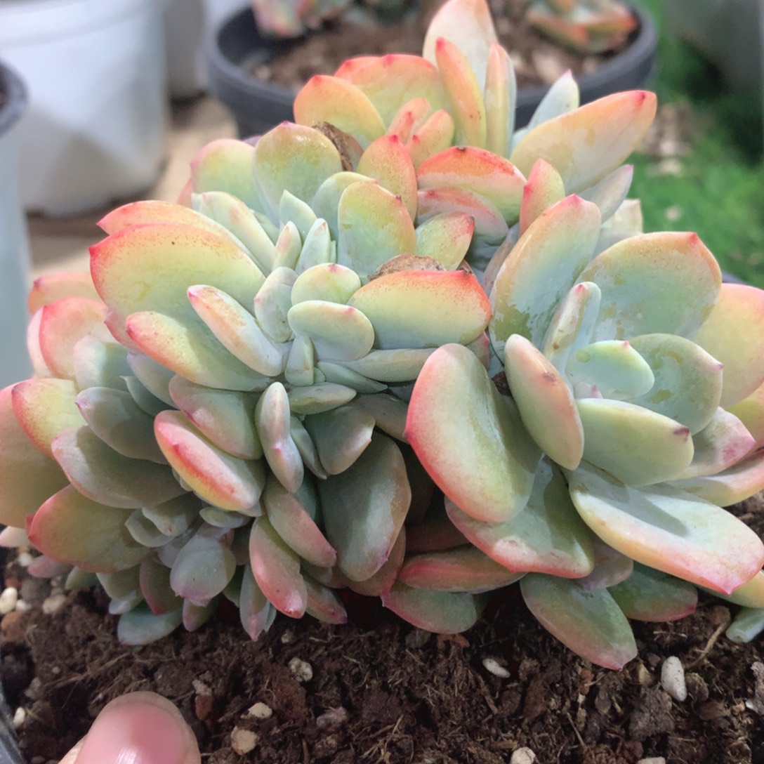 多肉植物白凤缀58