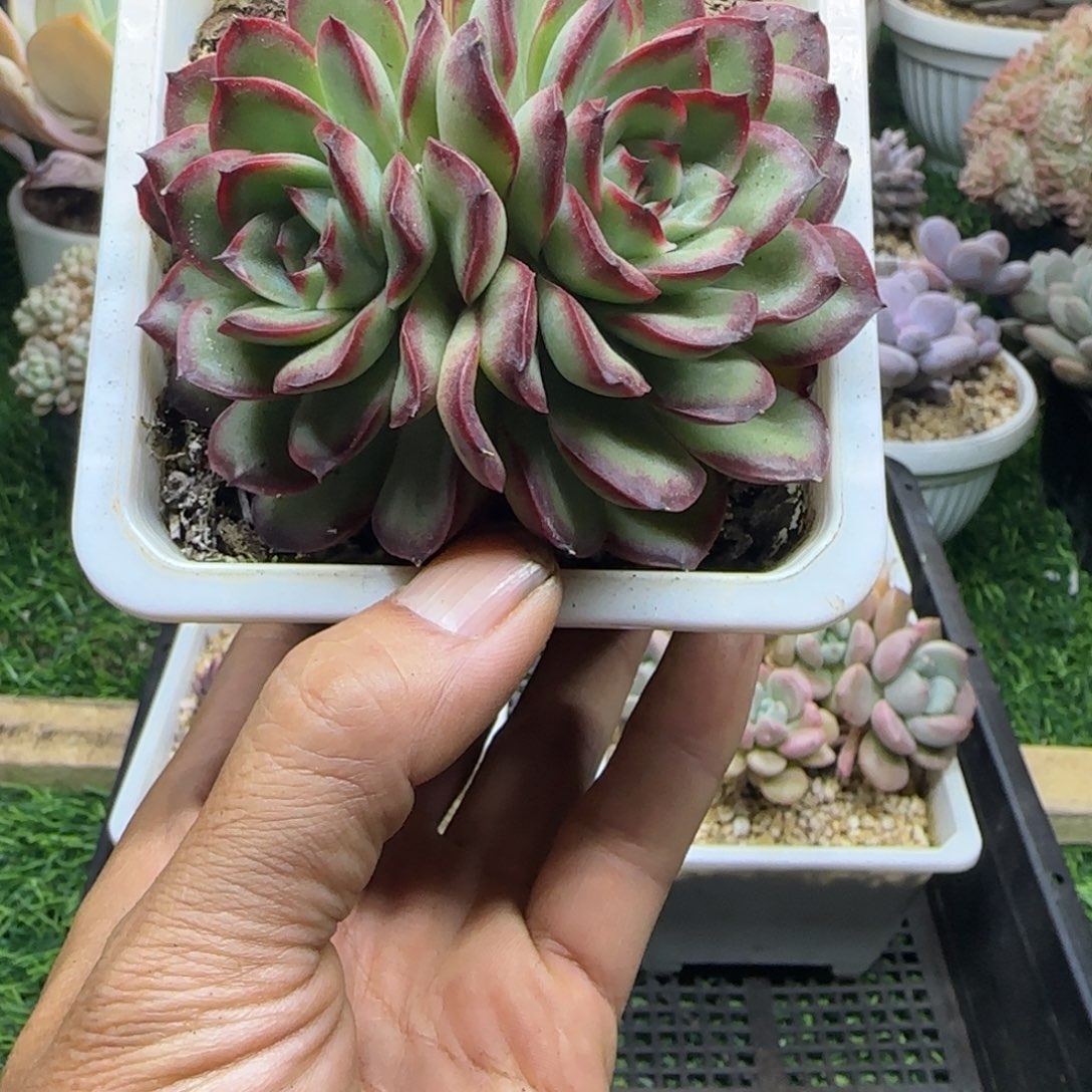 锦安精品多肉植物307