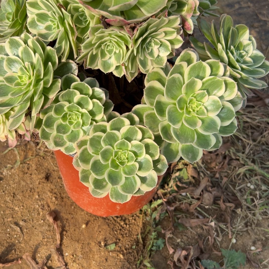 很****乖23孔雀翎多肉多肉多肉多肉