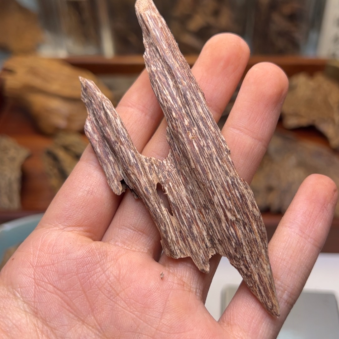 香料广西钦州虫漏6.2克