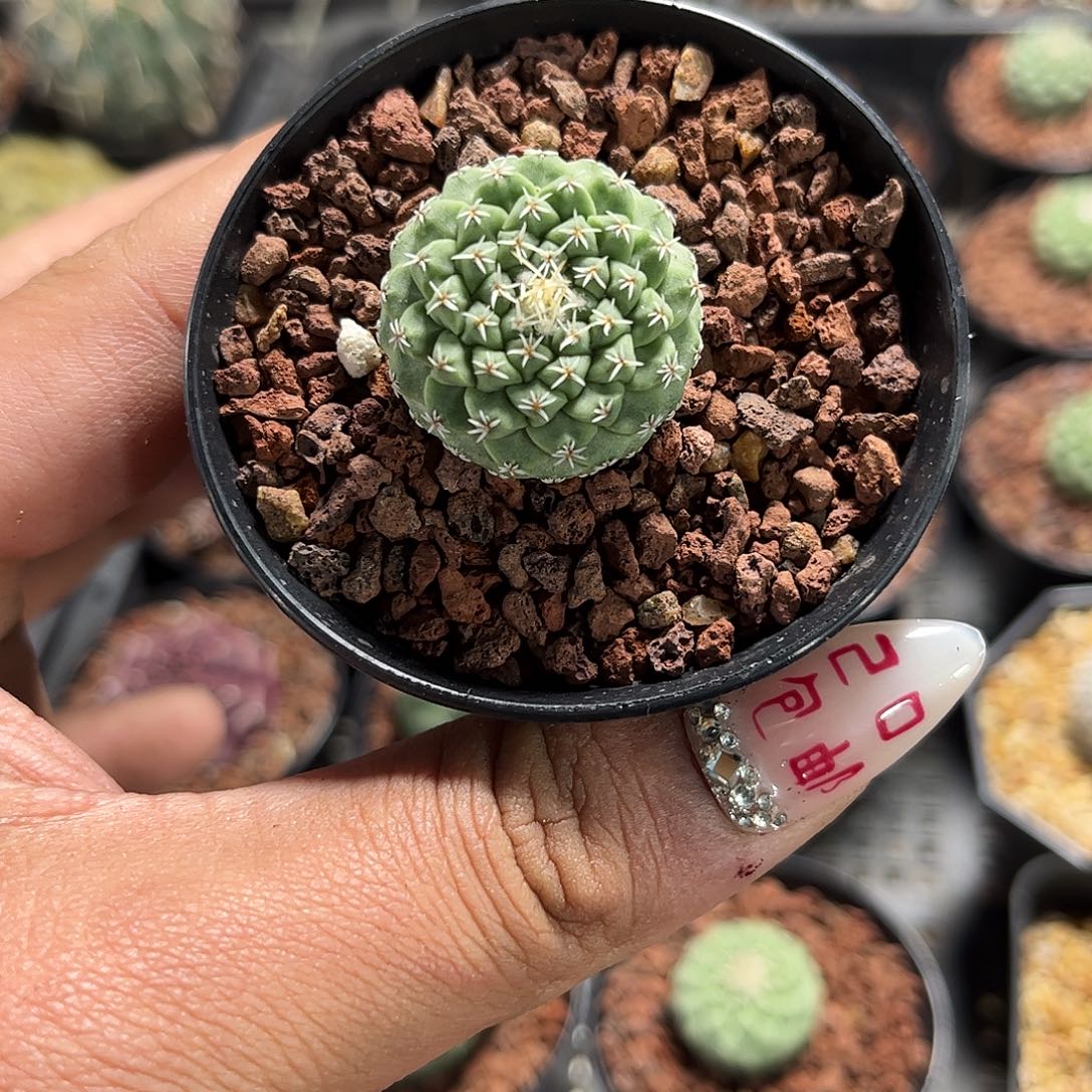 菊水单头发货单头发