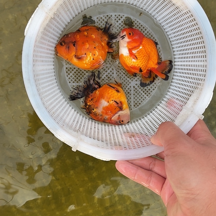 金鱼包邮2768282868