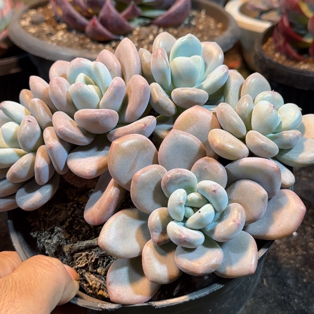 奥橙一物一拍包装收缩花旱